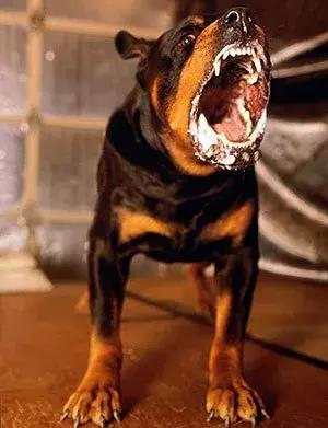 肌肉型猛犬图片,最帅最有气质的猛犬