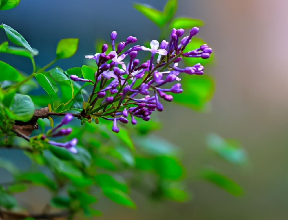 紫丁香和罗汉丁香是一个品种吗,小叶丁香和紫丁香的区别是什么