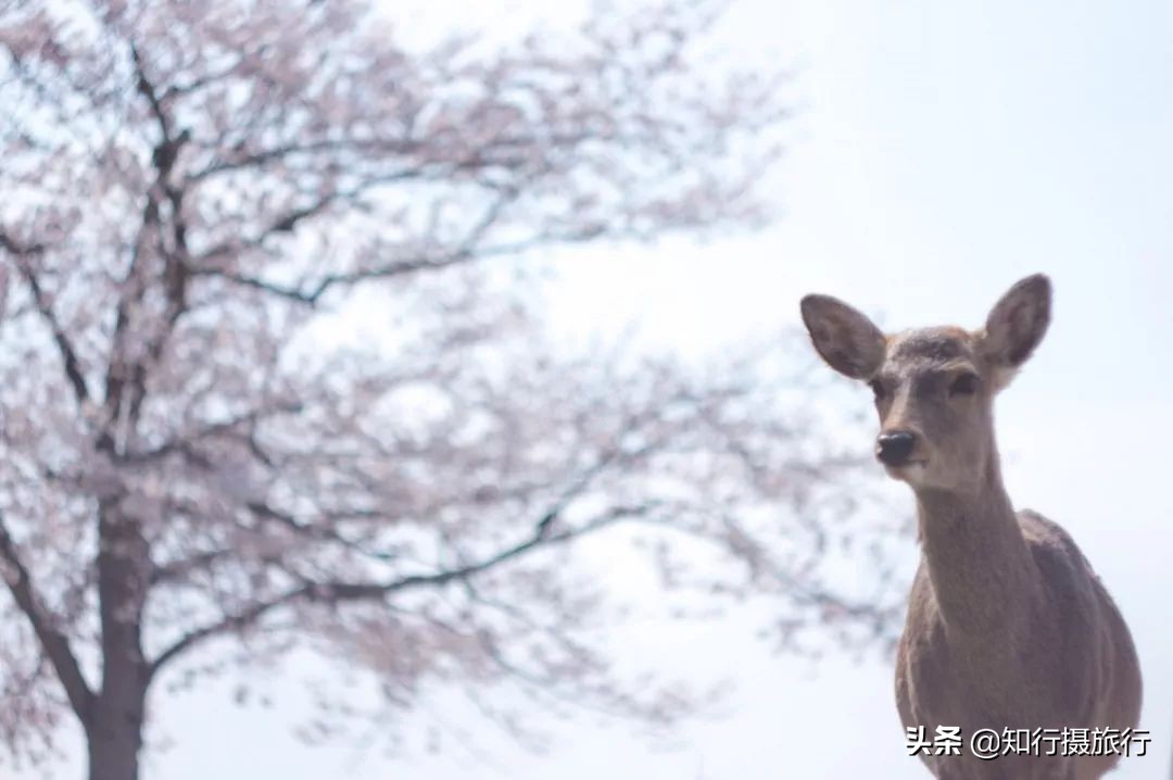 日本樱花季是八月几号,2020年日本樱花花期表