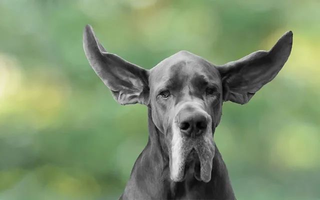 又一只狗被棉签掏聋：主人处理的方法，比耳螨更可怕