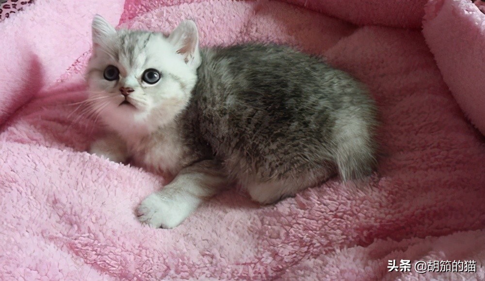 猫突然不在猫砂里尿是咋回事,猫为什么喜欢猫砂盆排泄