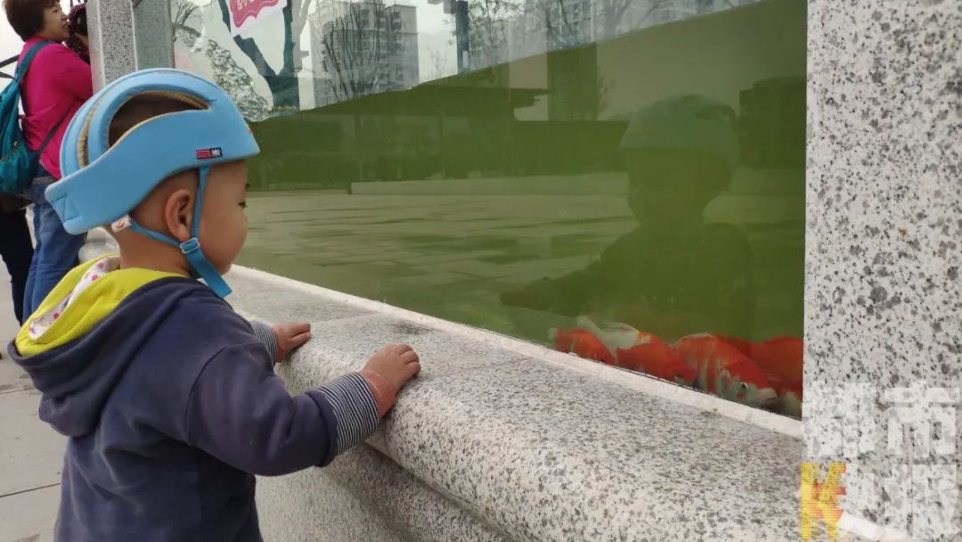 客厅玻璃鱼缸高颜值,最高圆形玻璃鱼缸