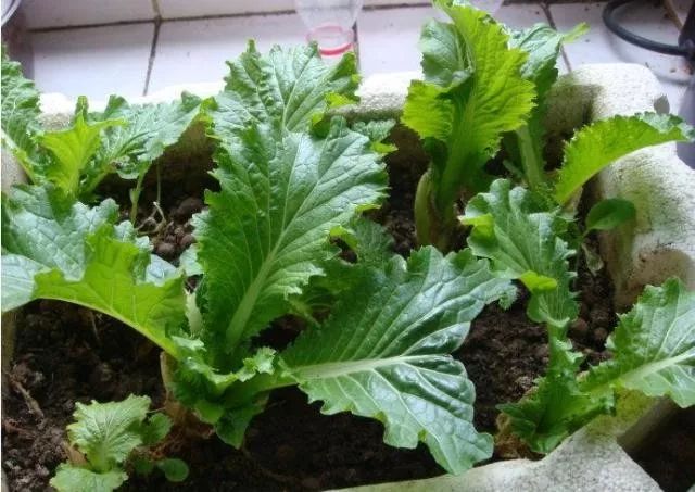 花盆种蔬菜几天浇一次水,哪4种菜根不能丢在家盆栽
