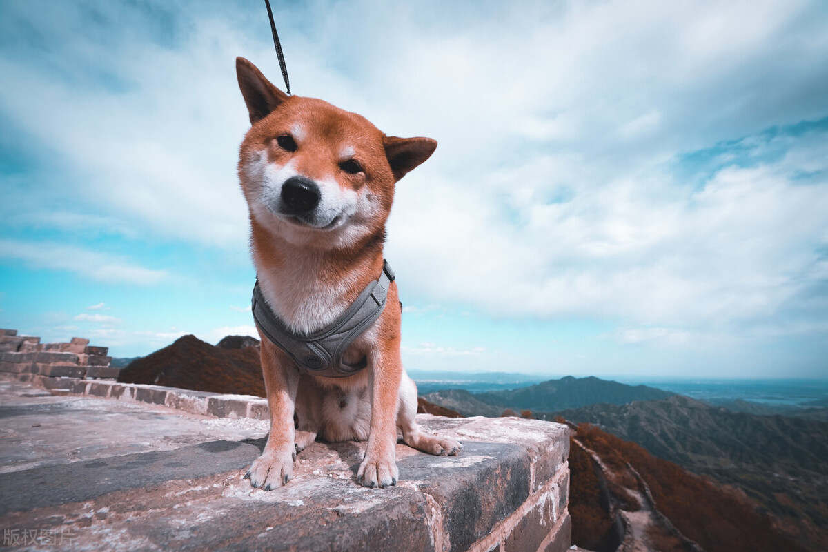 狗狗吃东西卡住了一直咳嗽怎么办,狗狗半夜咳嗽干呕咔咔的怎么缓解