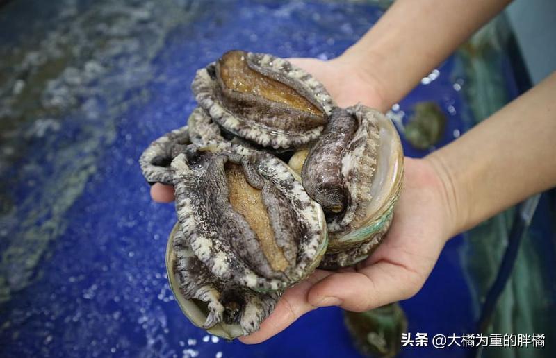 猫咪可以吃煎鱼会上火吗,猫咪可以吃鱼吗会不会卡住