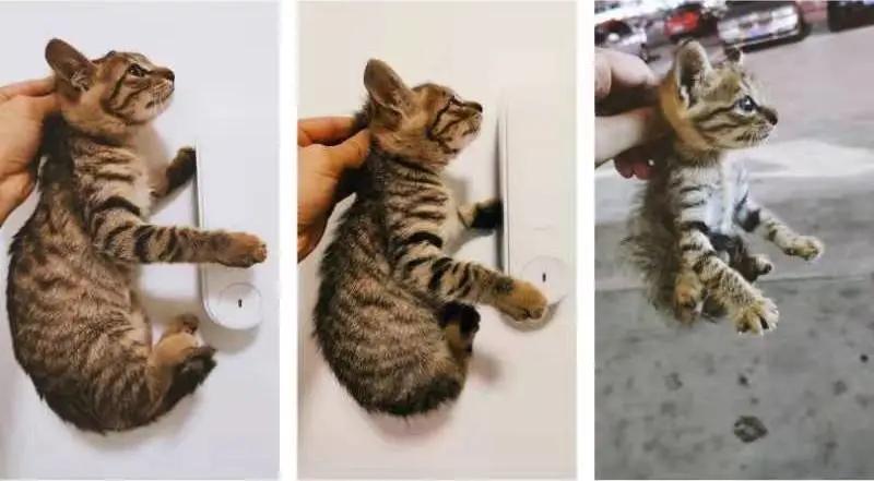 猫咪得了猫血会有什么症状,猫咪也会流鼻血吗