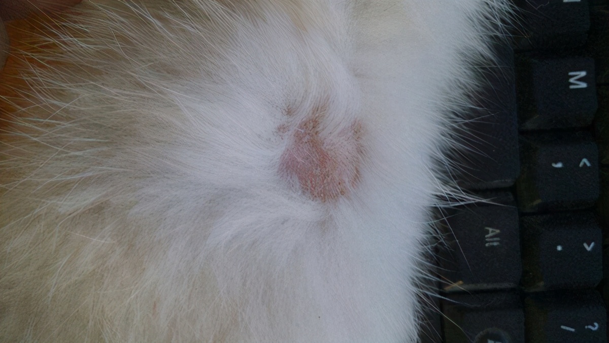 养猫孩子长猫癣什么原因,人得了猫癣怎么养猫