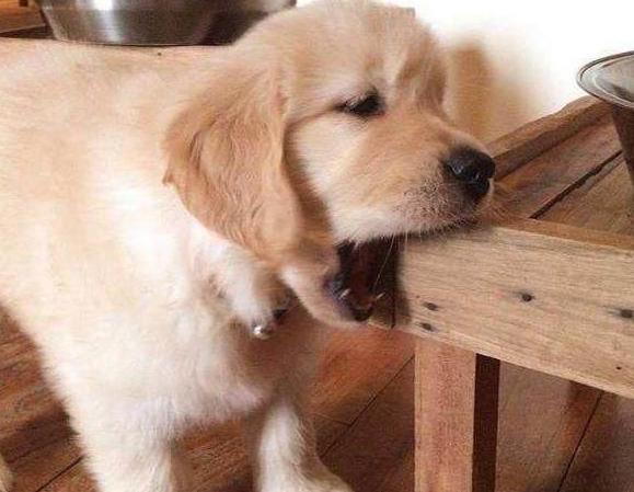 金毛吃醋护主,金毛跟兔子吃醋表现怎么样