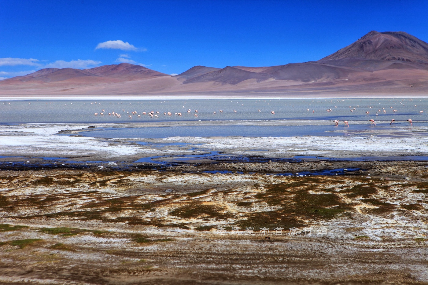 玻利维亚只看天空之镜？七彩湖火烈鸟4层楼高的仙人掌更精彩