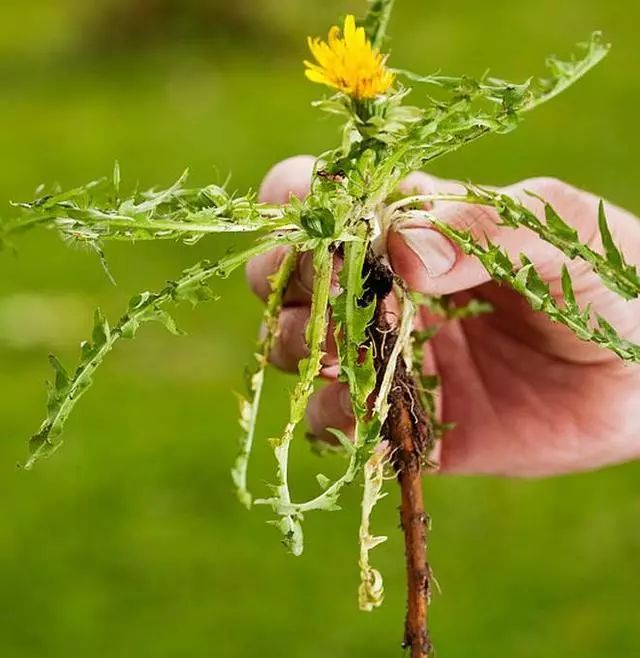 蒲公英四季开花,蒲公英四时有花