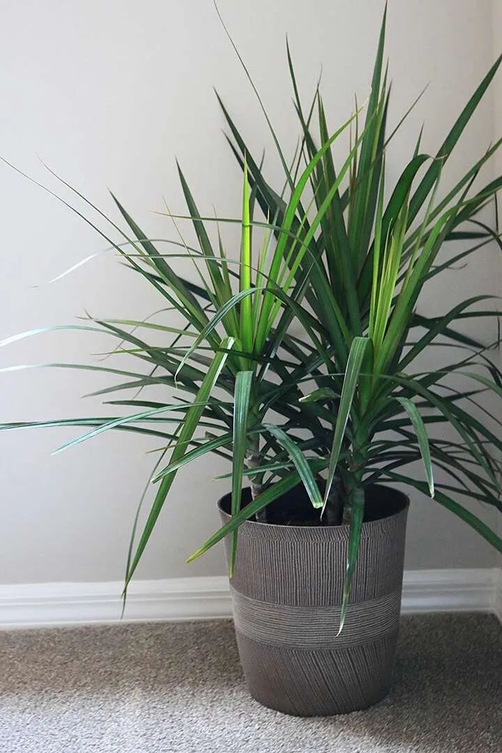 盆栽客厅千年木,养不死的客厅大绿植千年木