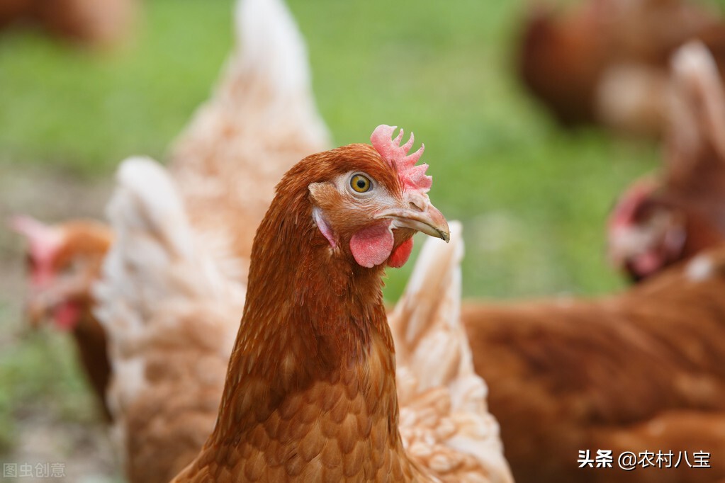 家鸡有好多小虫子是什么,老鼠身上的小虫子怎样彻底消灭掉
