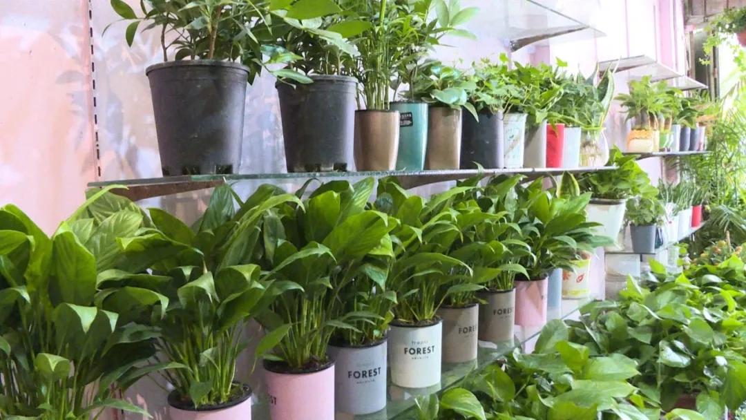 新村花卉市场春节营业时间,春节将至花卉市场销售旺