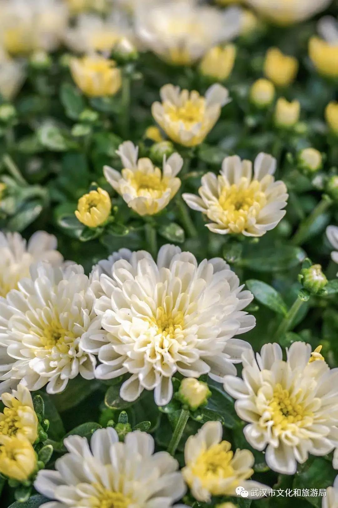 菊花烂漫,赏菊花汉口江滩打卡