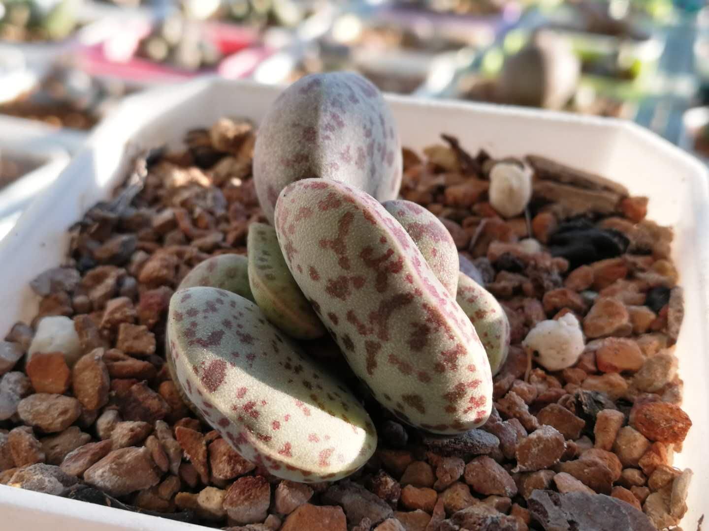 全部水泡类多肉,水泡多肉耐冻不