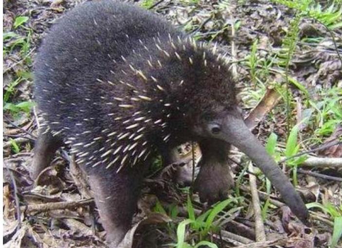 婢虫床閽堥脊鍒虹尙,鍏ㄤ笘鐣屾渶澶ч拡榧瑰拰鍒虹尙