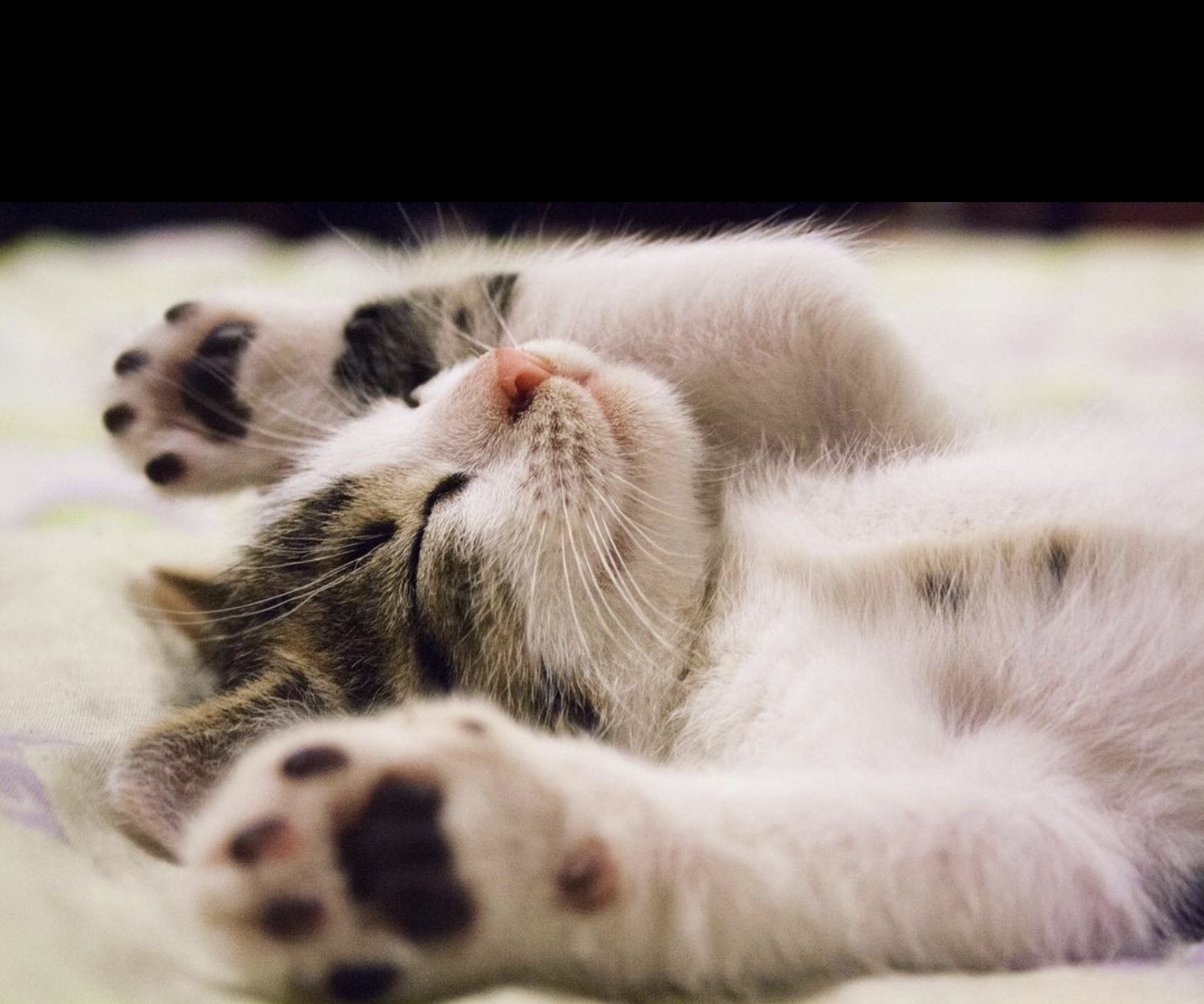 给猫咪吃哪种猫粮好点,猫咪应该吃哪种猫粮比较好