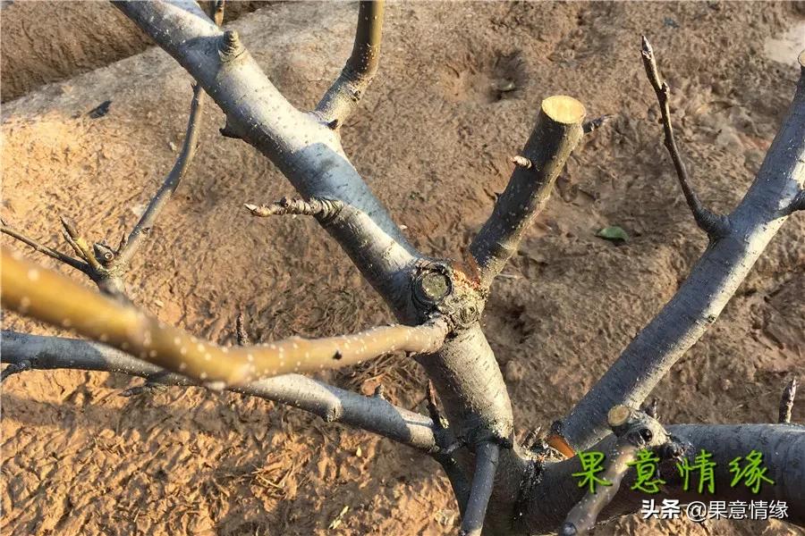 在树干上划一刀的目的,在枝条上划一刀可以促笋