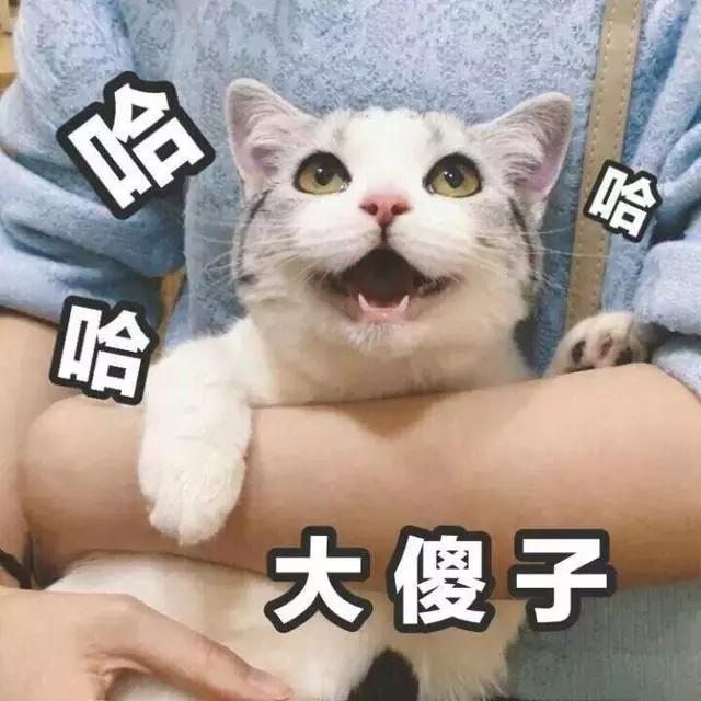 那些年失误的喵星人铲屎官已笑疯,喵星人的厉害行为报复铲屎官