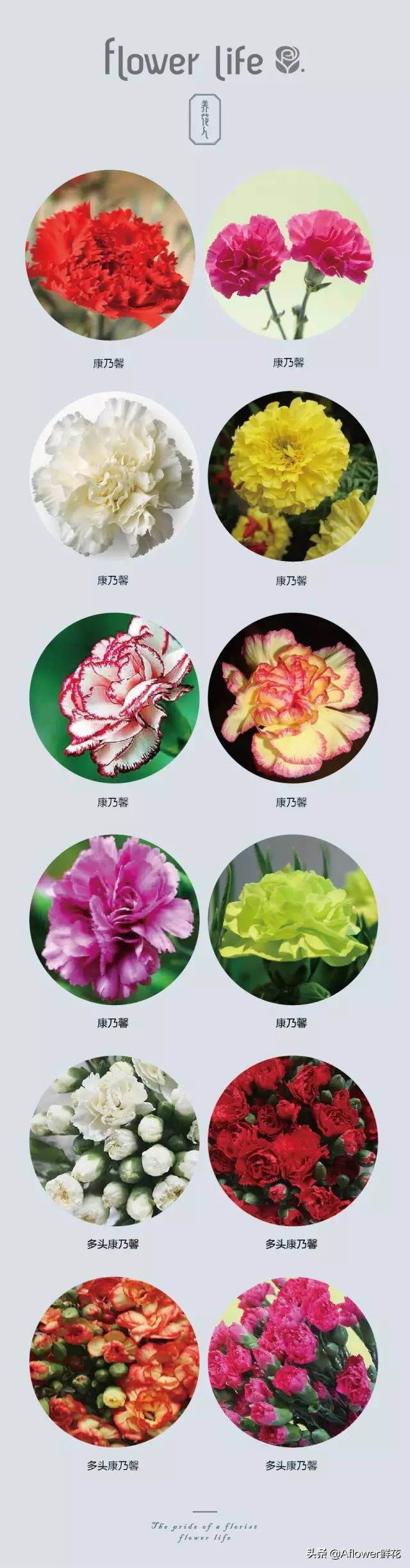 100种花店常用鲜花,花店鲜花种类大全