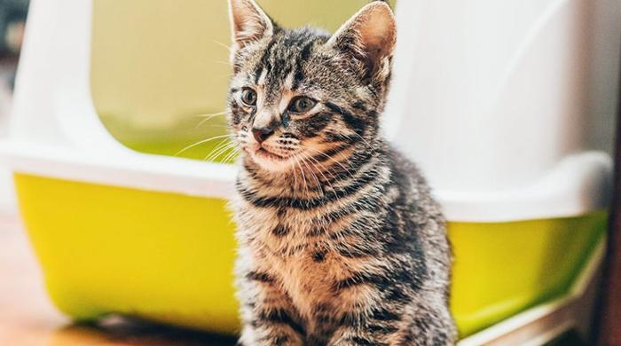 绝育能解决猫咪乱尿的问题吗,绝育了的猫还到处乱咬