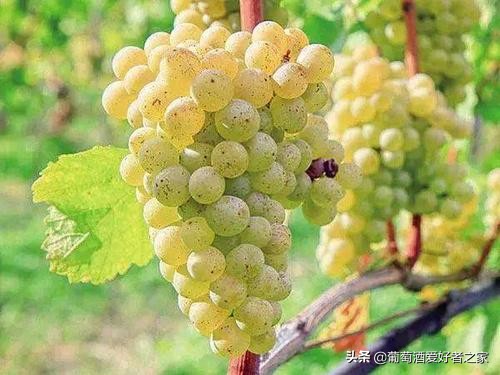 2017年拉菲传奇波尔多葡萄红酒700ml,拉菲传奇波尔多葡萄品种