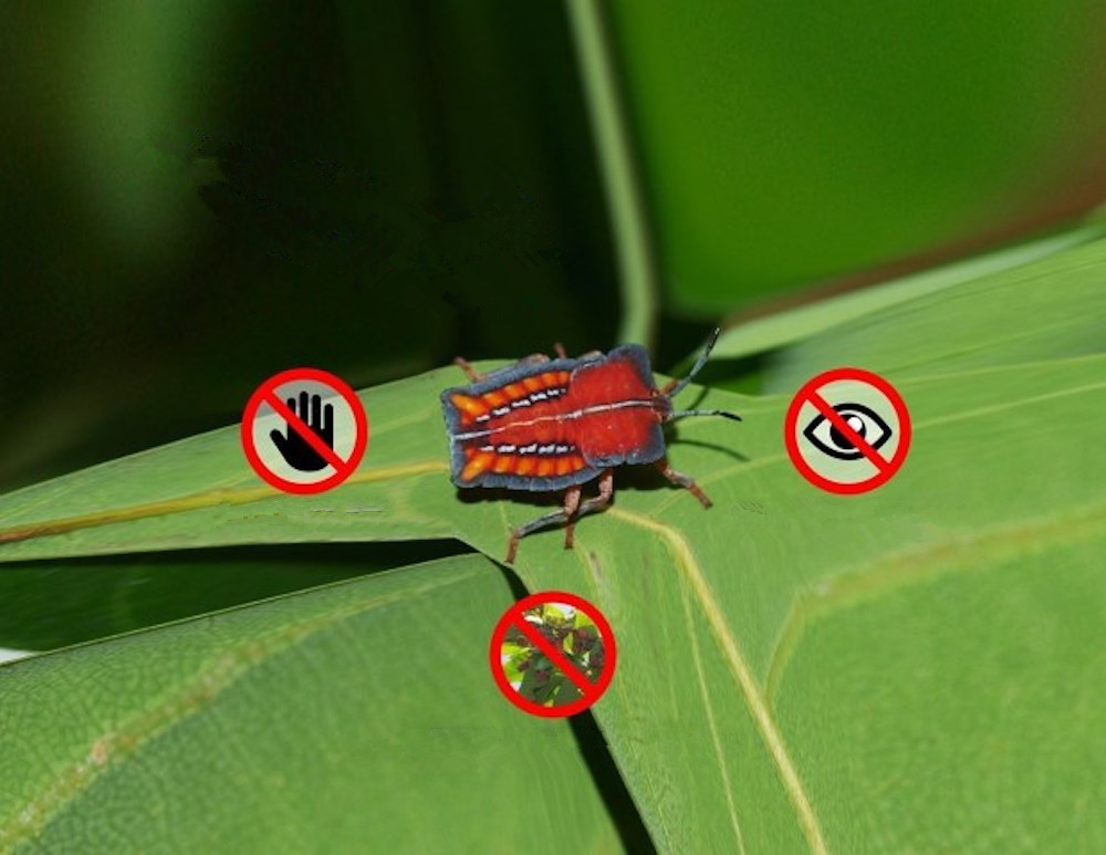 臭屁虫对人皮肤会干嘛,臭屁虫伤害皮肤会长斑点吗