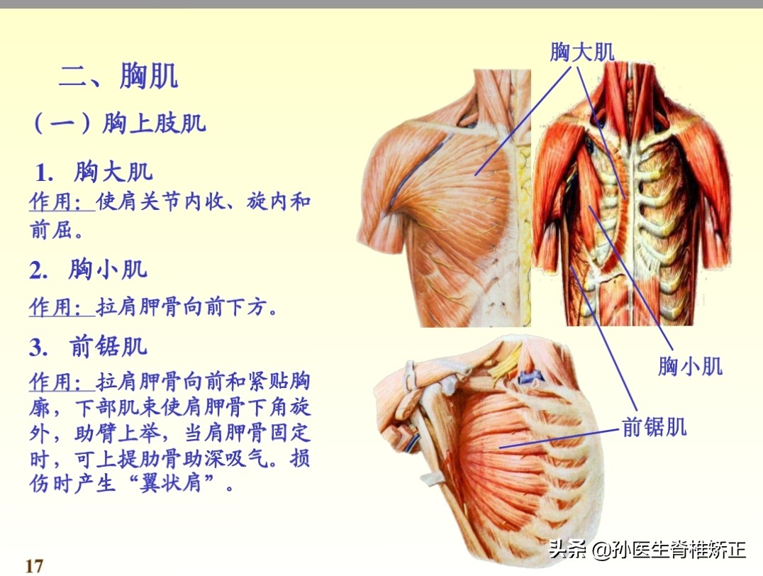 系统解剖学骨学ppt课件,解剖学基本知识ppt课件