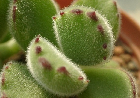 熊童子老叶干瘪新叶不长,熊童子很饱满但没有爪子怎么办