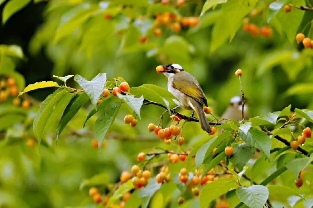 西湖有多美图片,现在的西湖景色怎么样