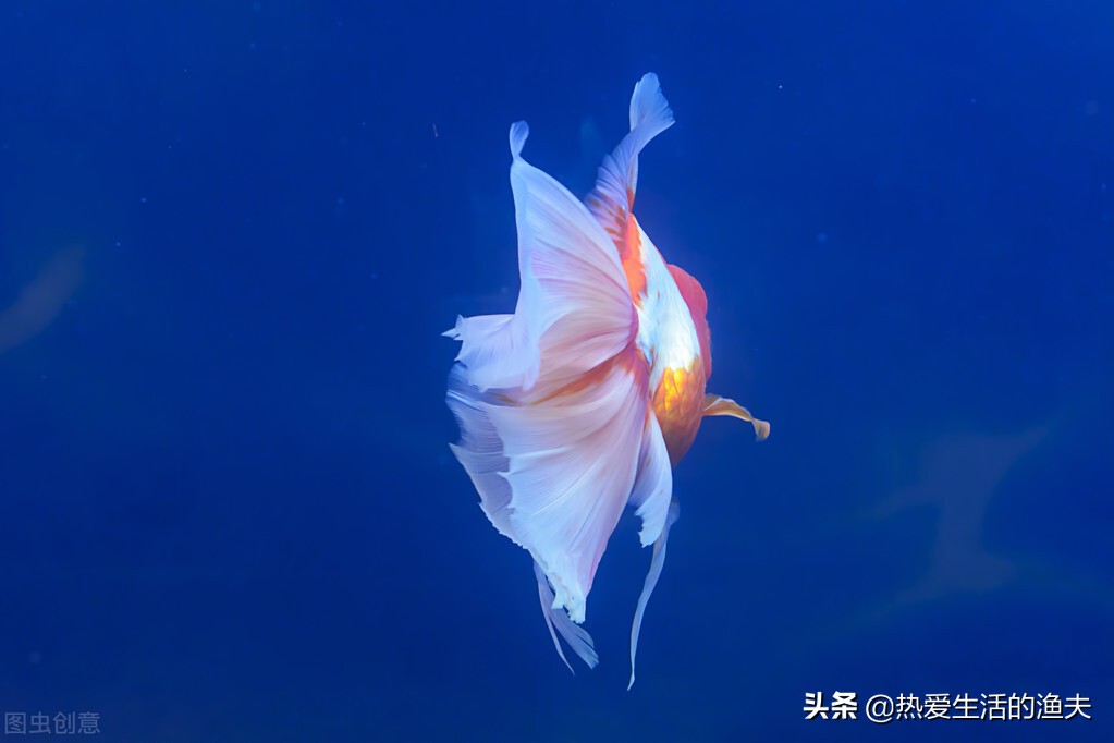 金鱼在网上买靠谱吗,网上买金鱼苗靠谱吗