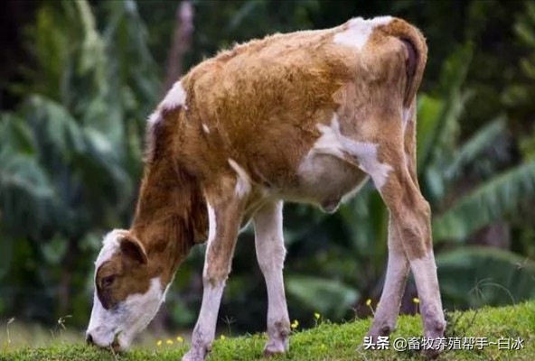 肉牛瘤胃酸中毒怎么治疗,牛羊酸中毒的症状和预防