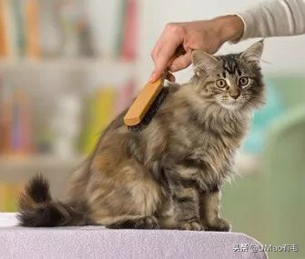 刷毛神器猫毛清理器,真正好用的猫去毛神器