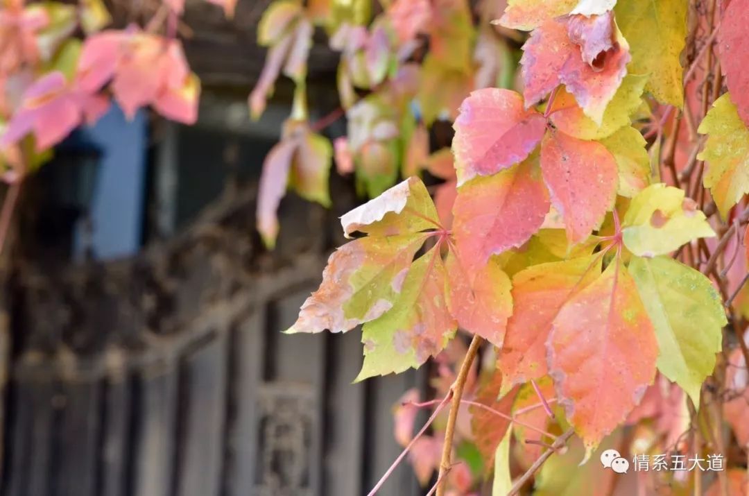 五大道：孕育天津现代医学的摇篮