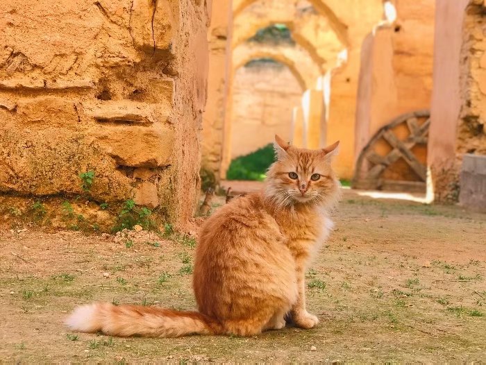 去摩洛哥自由行攻略,摩洛哥游玩自由行攻略