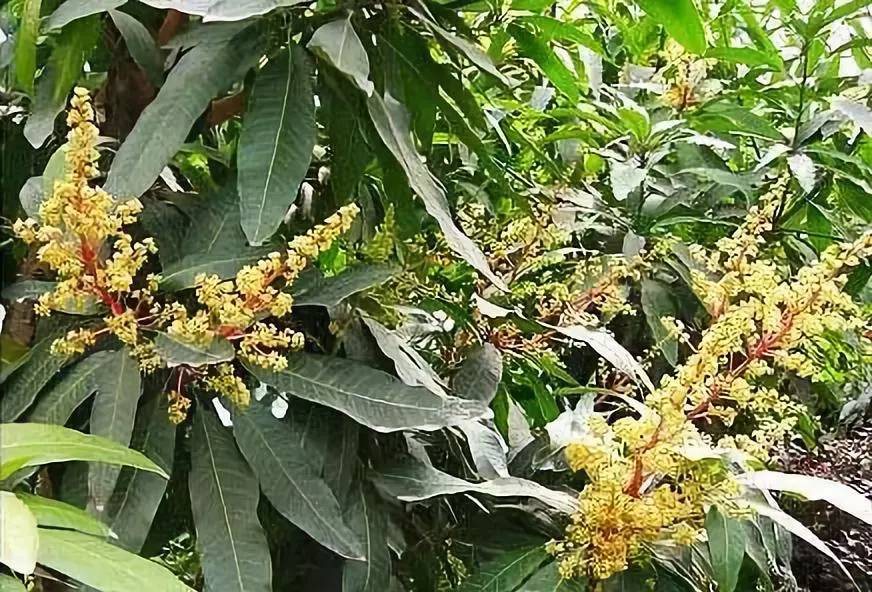 芒果有花不结果,我家的芒果树栽一年为什么不长