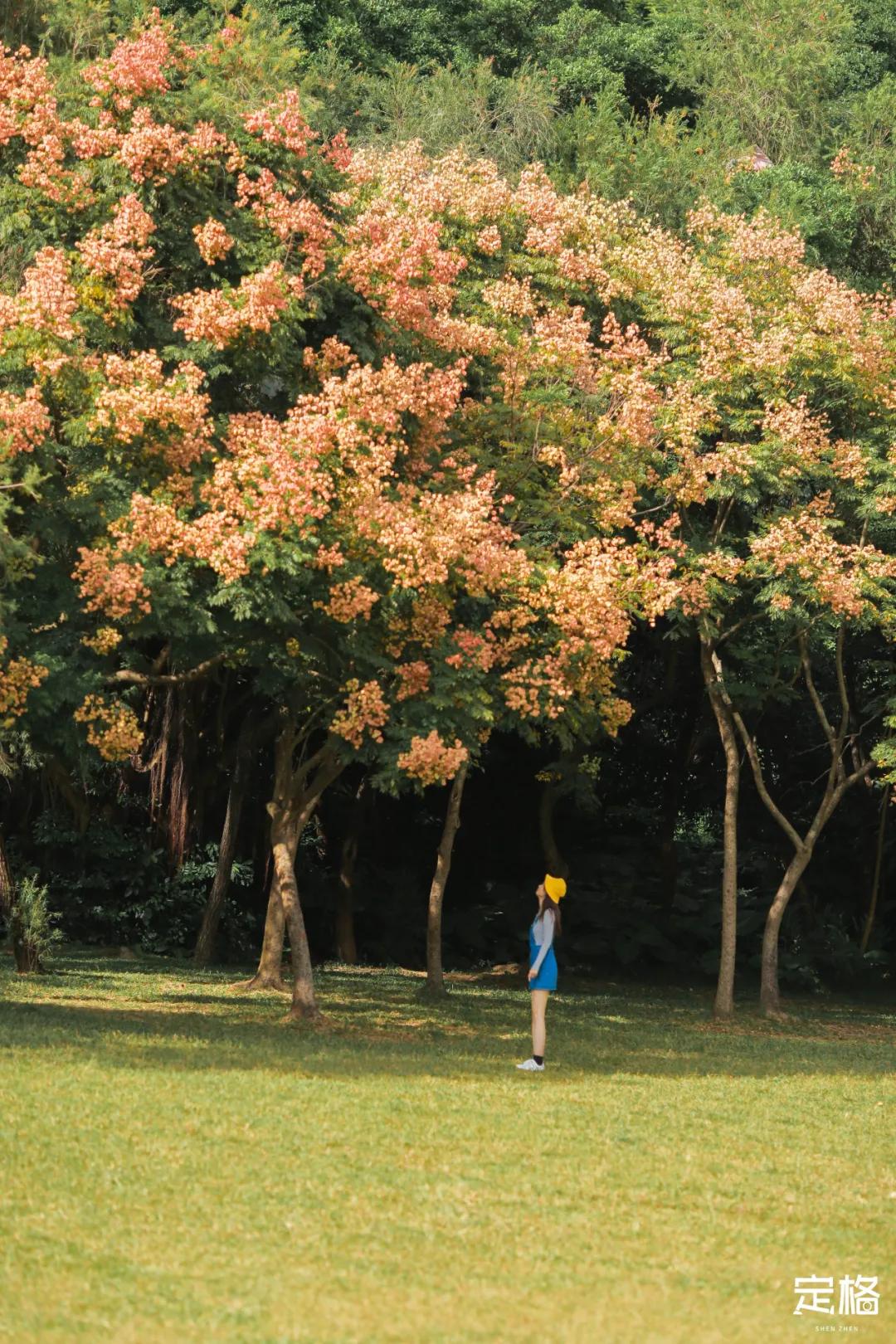 莲花山公园网红打卡地,即墨莲花山公园网红打卡地