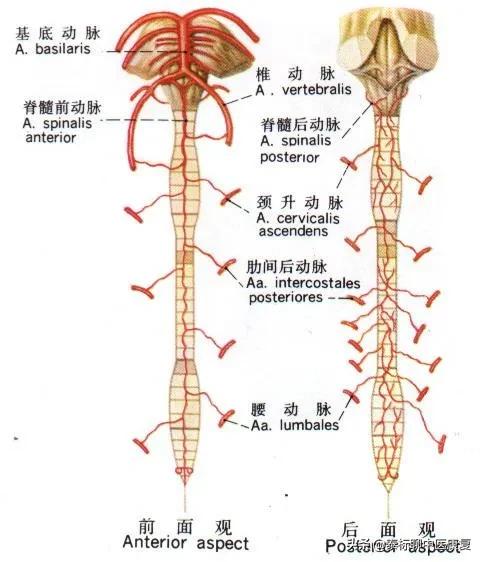 头晕失眠颈椎发紧,颈椎引起的头晕