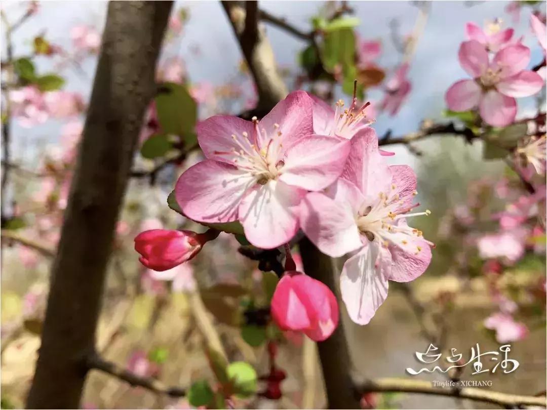 西昌春天一定不能错过的美景,不来黄山你永远不知道有多美