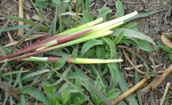 农村80后儿时的四季天然零食，看看你认识几种？