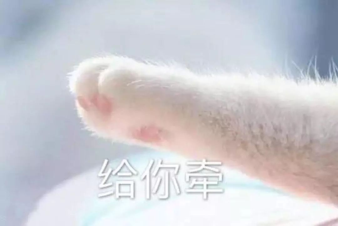 宠物饲料宠物食品,宠物食品需要了解什么