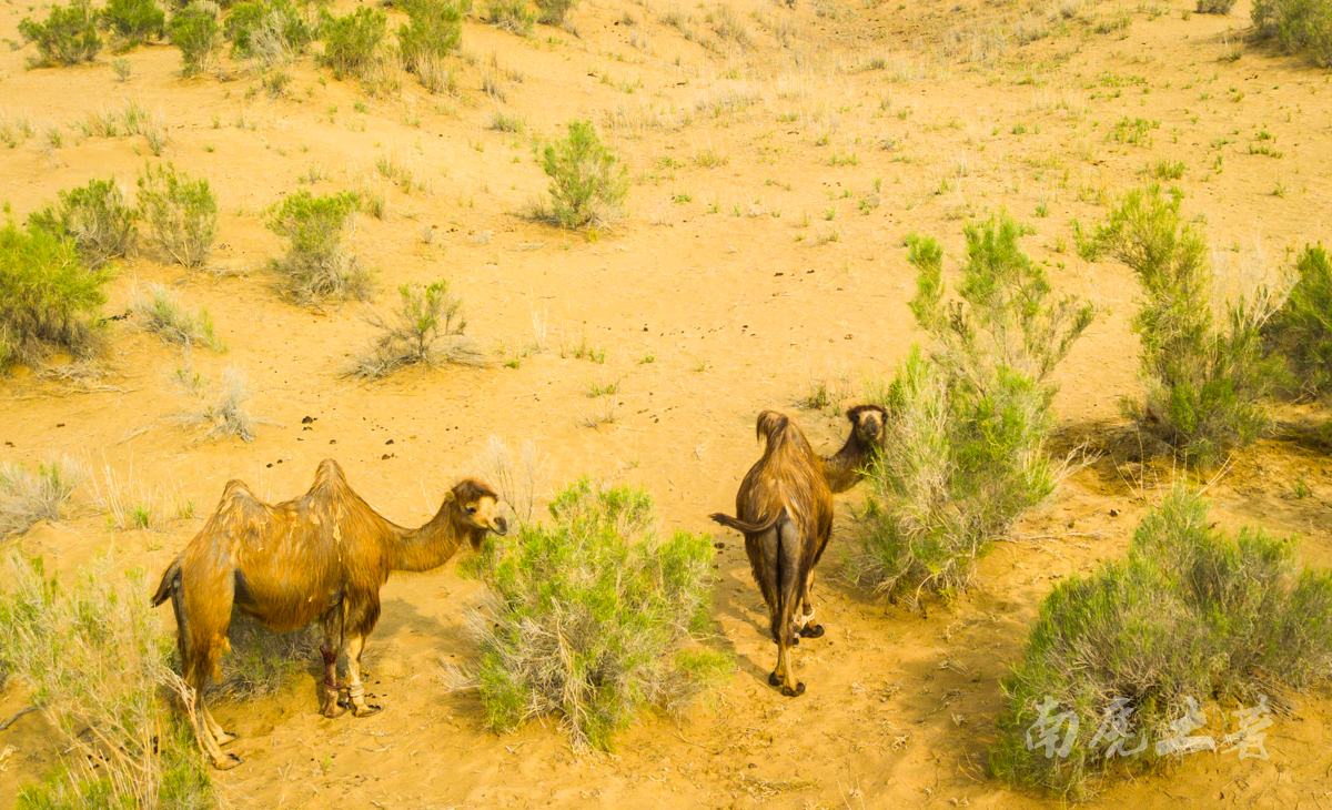 探秘内蒙古阴山,穿越巴彦淖尔探访塞外长城