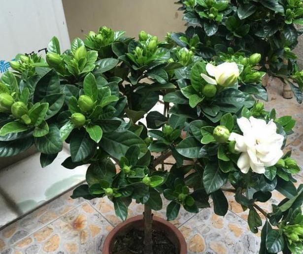 栀子花的花苞打不开就落了,栀子花的花苞不开叶子变黄