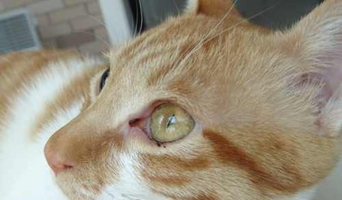 宠物猫眼睛有泪痕怎么办,宠物猫眼睛变黄是怎么回事