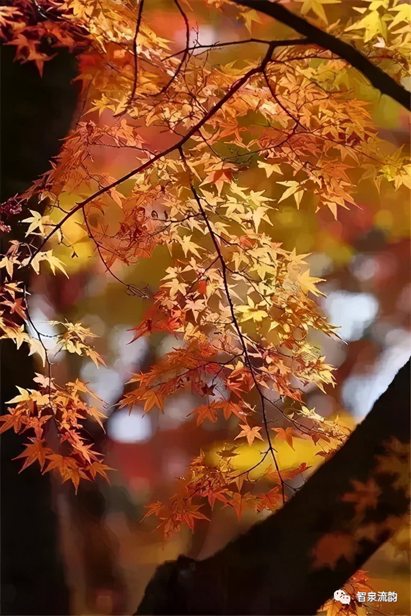 郭进拴神游索溪峪,郭进拴全部视频