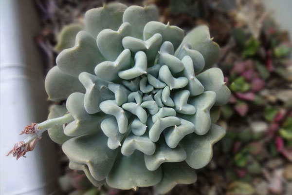 特玉莲有紫色吗,特玉莲多肉的姿态