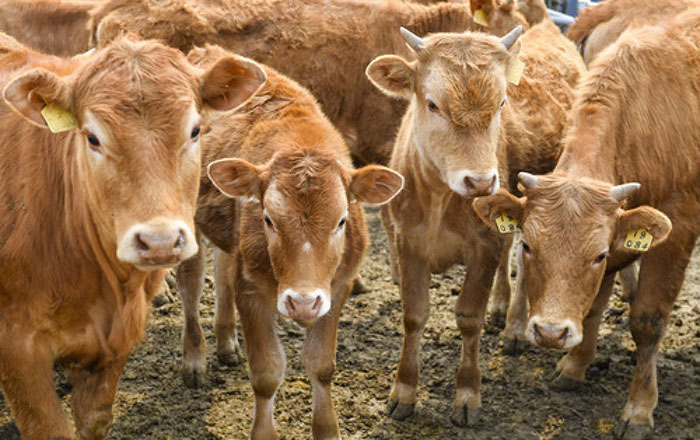 延边黄牛品质提升,黄牛变身致富牛图片