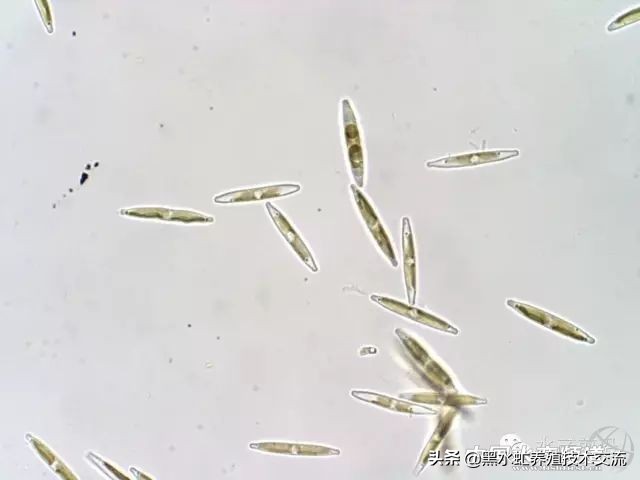 水产藻类大全图片,水产藻类知识大全