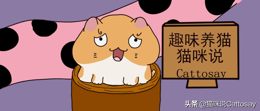 刚养猫的铲屎官有点怕猫怎样克服,养猫的铲屎官应该如何照顾猫