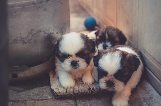 狗狗刚生出的宝宝需要铲屎官干嘛,狗子生宝宝叫主人